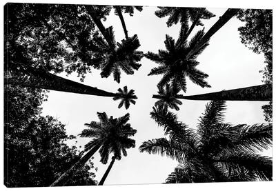 Rio De Janeiro Botanic Palm Tree A Canvas Art Print - Brazil Art