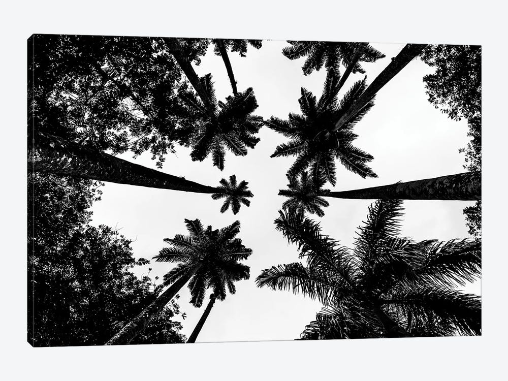 Rio De Janeiro Botanic Palm Tree A by Alexandre Venancio 1-piece Canvas Print