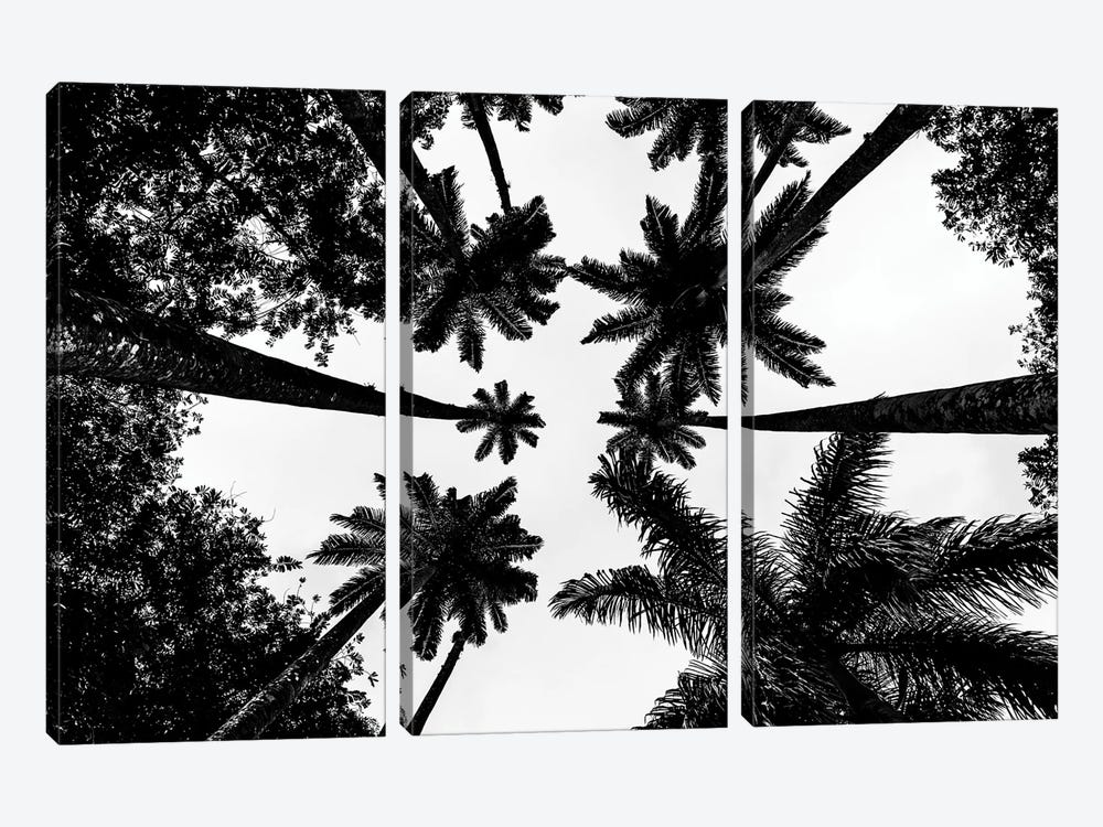 Rio De Janeiro Botanic Palm Tree A by Alexandre Venancio 3-piece Canvas Print