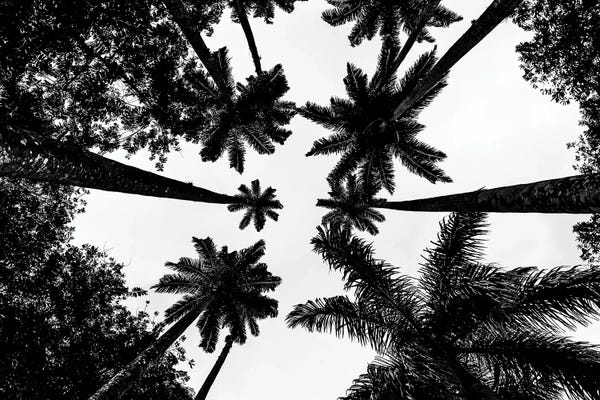 Alexandre Venancio: Rio De Janeiro Botanic Palm Tree A by Alexandre Venancio