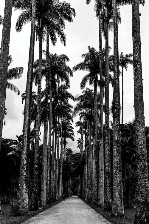 Rio De Janeiro Botanic Garden Triptych A