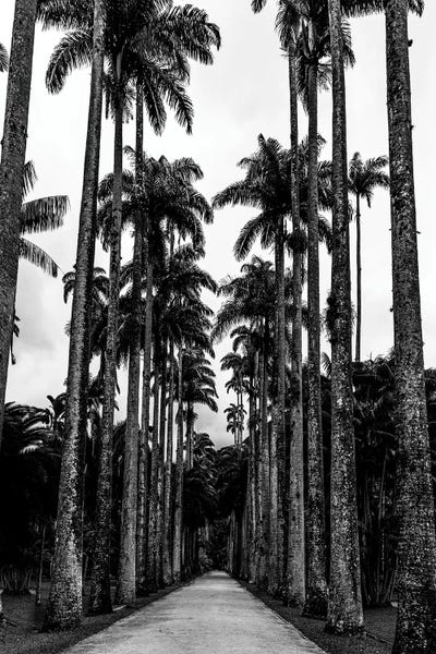 Alexandre Venancio: Rio De Janeiro Botanic Garden Triptych A by Alexandre Venancio
