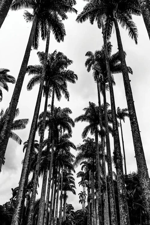 Rio De Janeiro Botanic Garden Triptych B