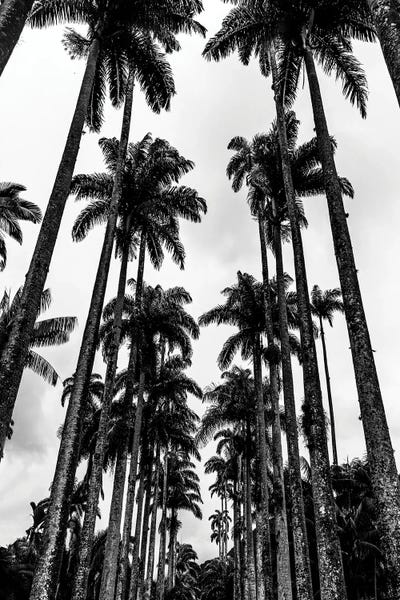 Alexandre Venancio: Rio De Janeiro Botanic Garden Triptych B by Alexandre Venancio