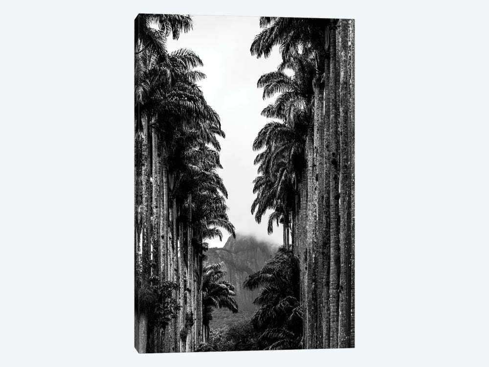 Rio De Janeiro Botanic Garden Triptych C by Alexandre Venancio 1-piece Canvas Print