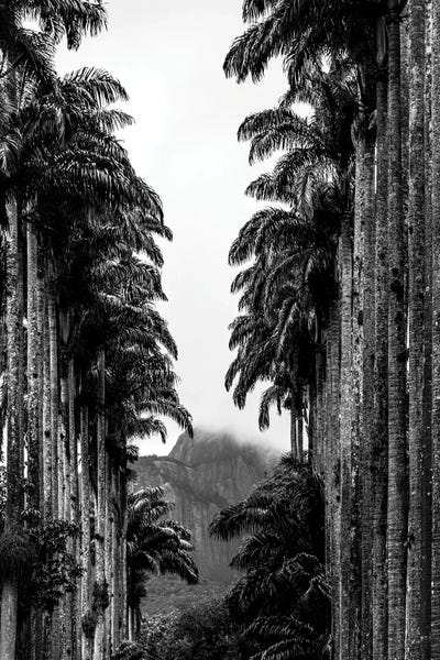 Alexandre Venancio: Rio De Janeiro Botanic Garden Triptych C by Alexandre Venancio