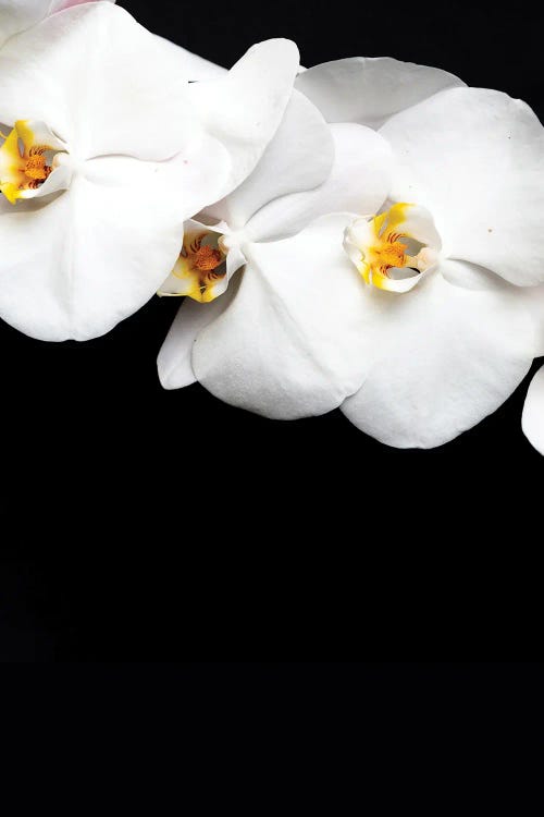 Flowers In Black Background A