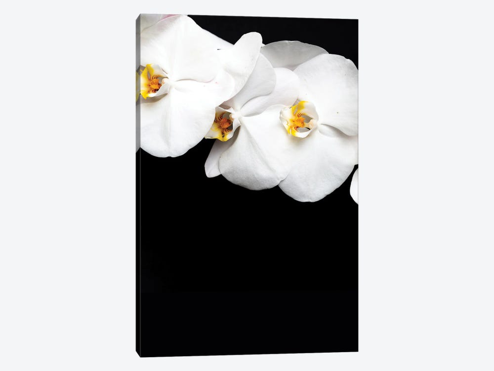 Flowers In Black Background A by Alexandre Venancio 1-piece Canvas Print