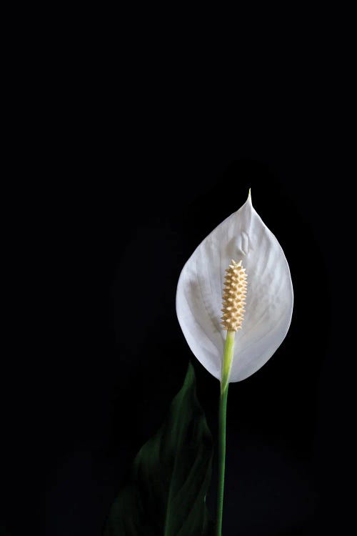 Flowers In Black Background C