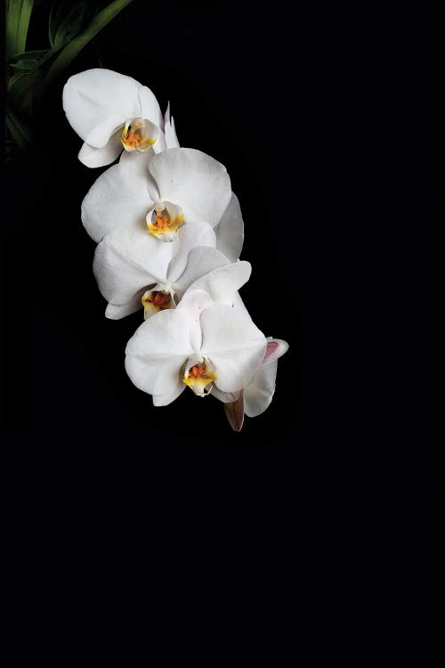 Flowers In Black Background D