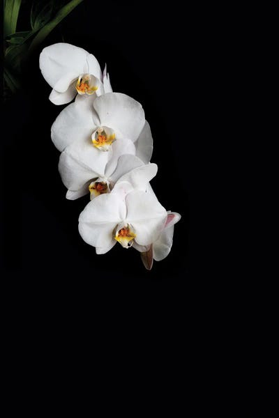 Alexandre Venancio: Flowers In Black Background D by Alexandre Venancio