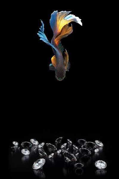 Fancy Fishing IV by Alexandre Venancio canvas print