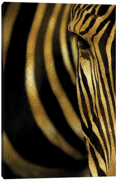 Zebra Canvas Art Print - Alexandre Venancio