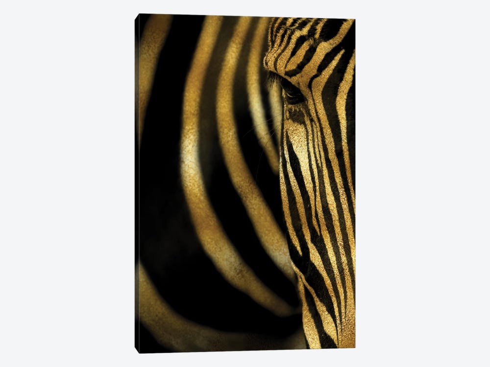 Zebra by Alexandre Venancio 1-piece Canvas Wall Art