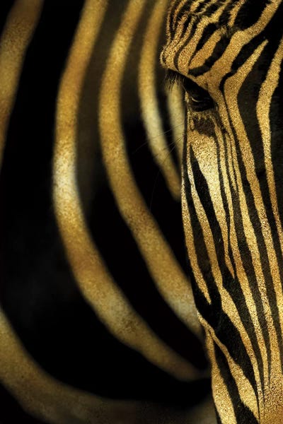 Alexandre Venancio: Zebra by Alexandre Venancio