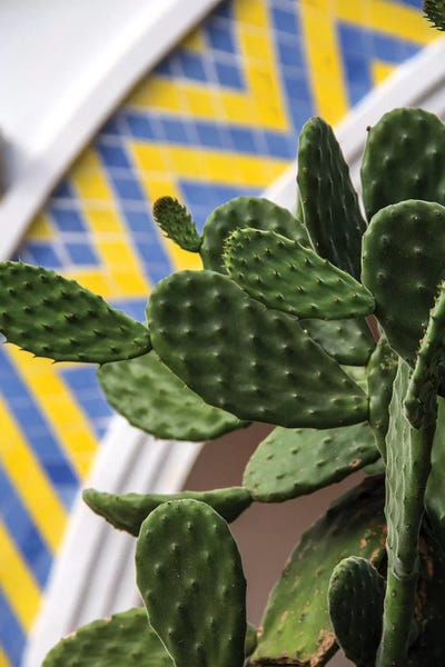 Cactus by Alexandre Venancio framed wall art