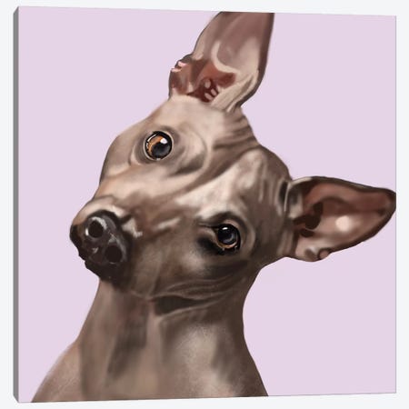 American Hairless Terrier Canvas Print #VNE102} by Vicki Newton Canvas Art Print