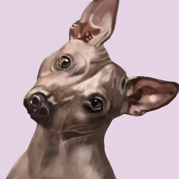 Vicki Newton: American Hairless Terrier by Vicki Newton
