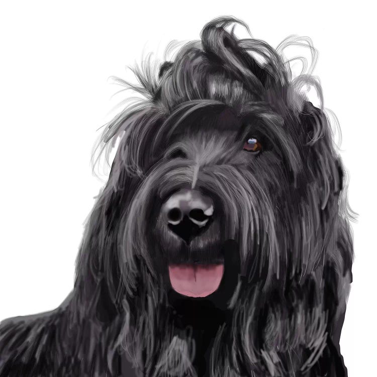 Briard by Vicki Newton wall art