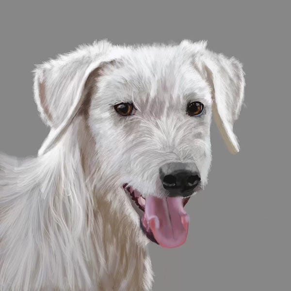 Vicki Newton: Canaan Dog by Vicki Newton