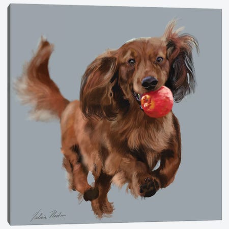 Dachshund With Apple Canvas Print #VNE108} by Vicki Newton Art Print