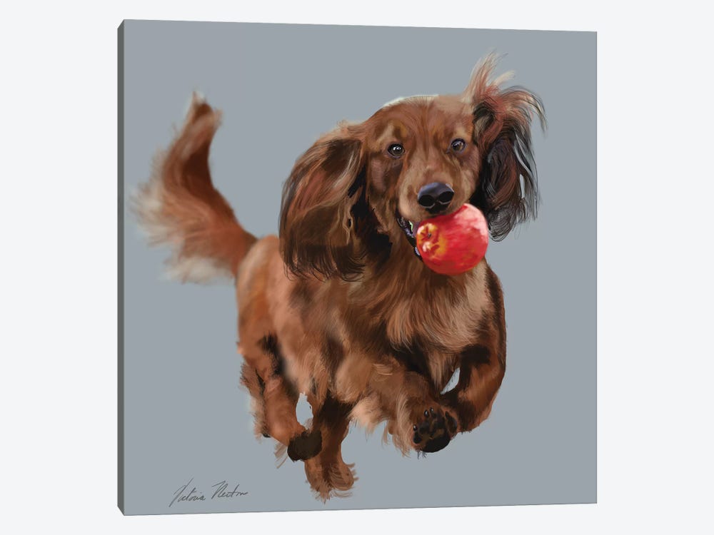 Dachshund With Apple by Vicki Newton 1-piece Canvas Art