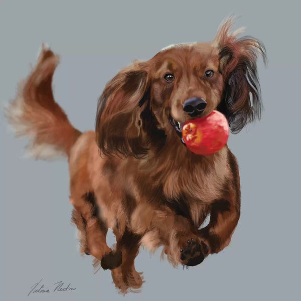 Vicki Newton: Dachshund With Apple by Vicki Newton