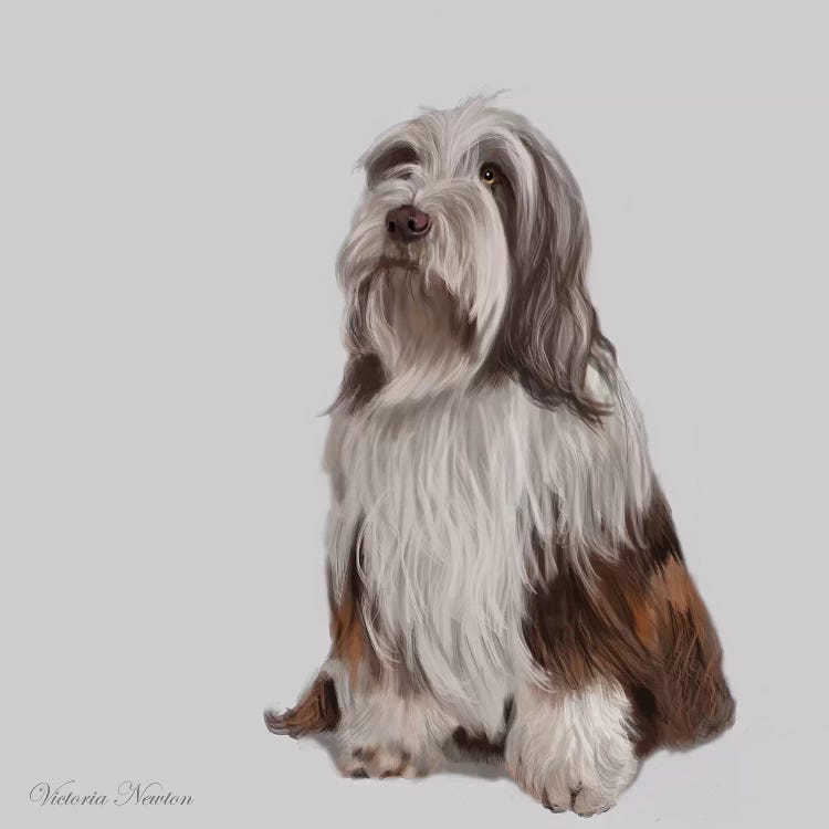 Bearded Collie