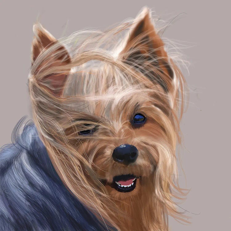 Yorkshire Terrier - Bad Hair Day