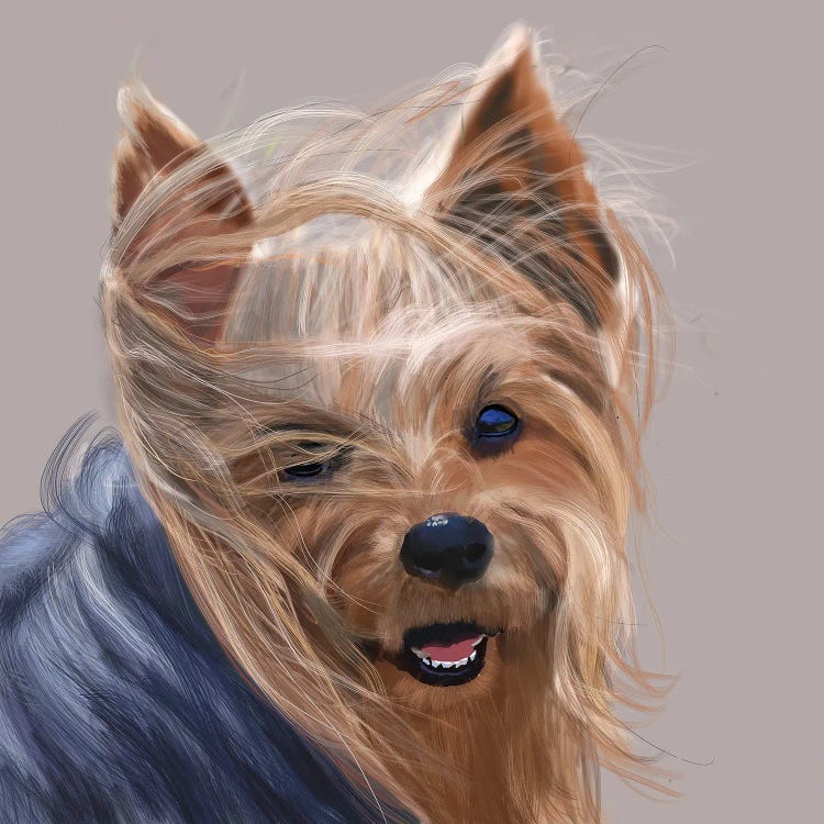 Yorkshire Terrier - Bad Hair Day by Vicki Newton wall art