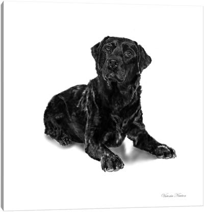 Black Lab Canvas Art Print - Labrador Retriever Art
