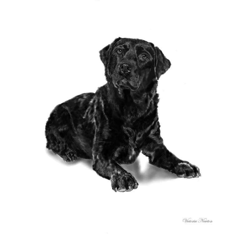 Black Lab