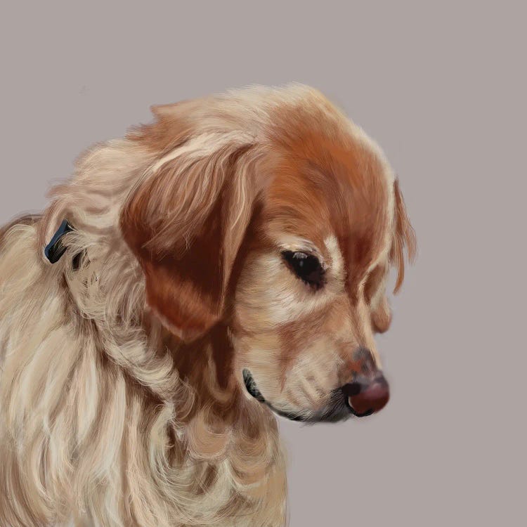 Golden Retriever - A Senior Moment by Vicki Newton wall art