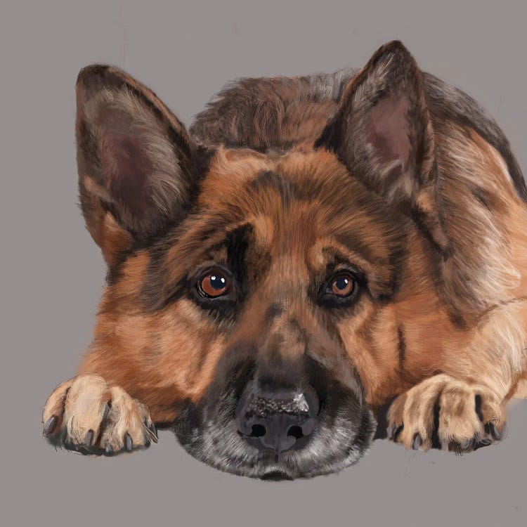 German Shepherd Lying Down