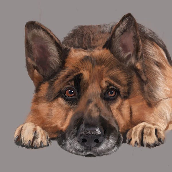 Vicki Newton: German Shepherd Lying Down by Vicki Newton