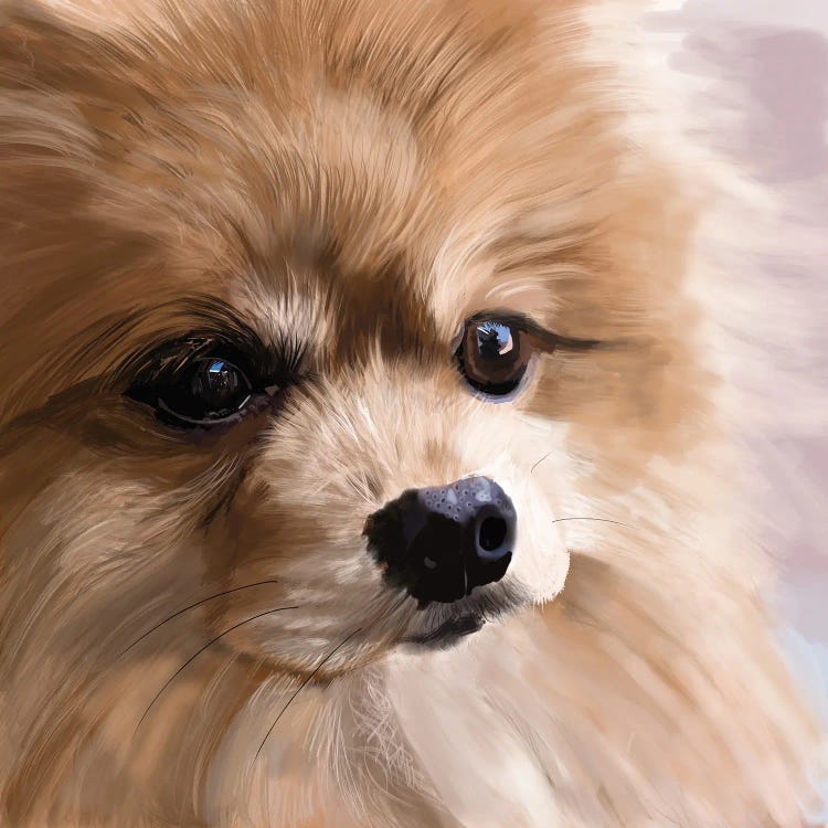 Pomeranian Up Close by Vicki Newton wall art