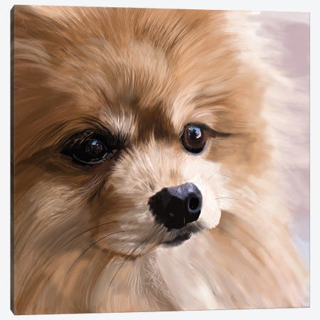 Pomeranian Up Close Canvas Print #VNE125} by Vicki Newton Canvas Artwork