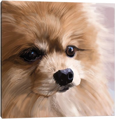 Pomeranian Up Close Canvas Art Print - Vicki Newton
