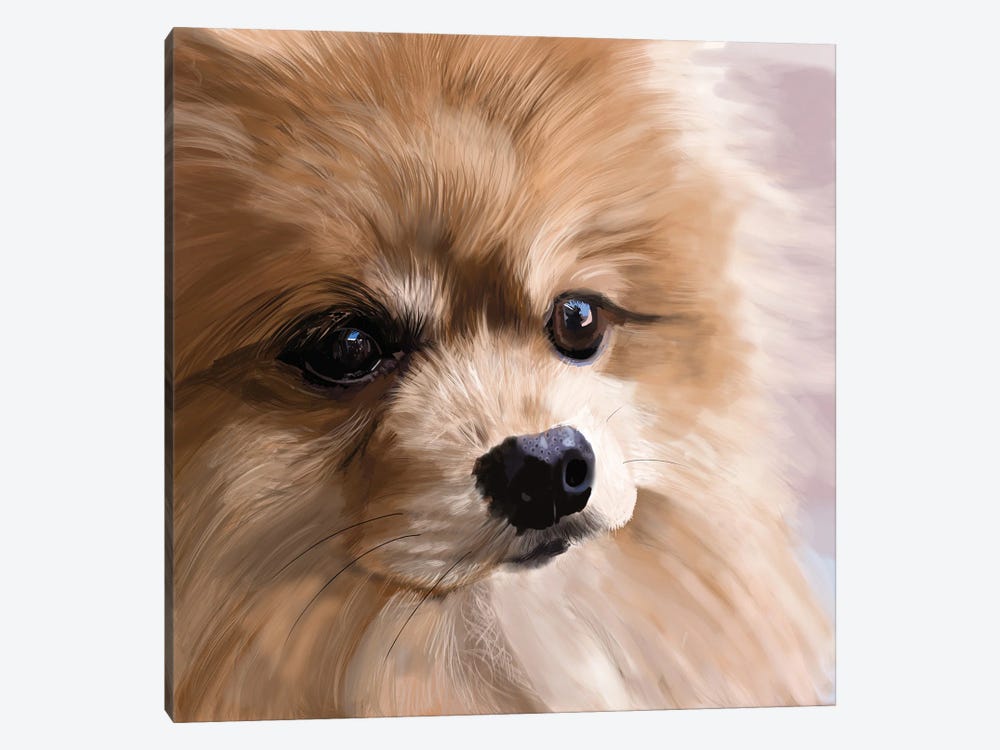 Pomeranian Up Close by Vicki Newton 1-piece Canvas Print