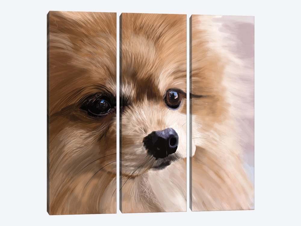 Pomeranian Up Close by Vicki Newton 3-piece Canvas Print