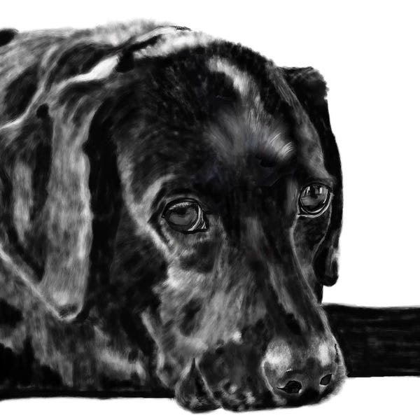 Vicki Newton: Black Lab Pencil by Vicki Newton