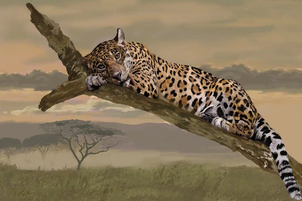 Vicki Newton: Leopard At End Of Day by Vicki Newton