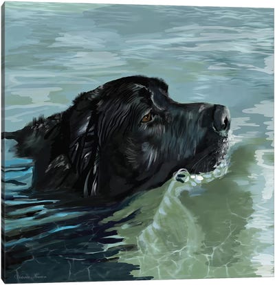 Black Lab Swimming Canvas Art Print - Labrador Retriever Art