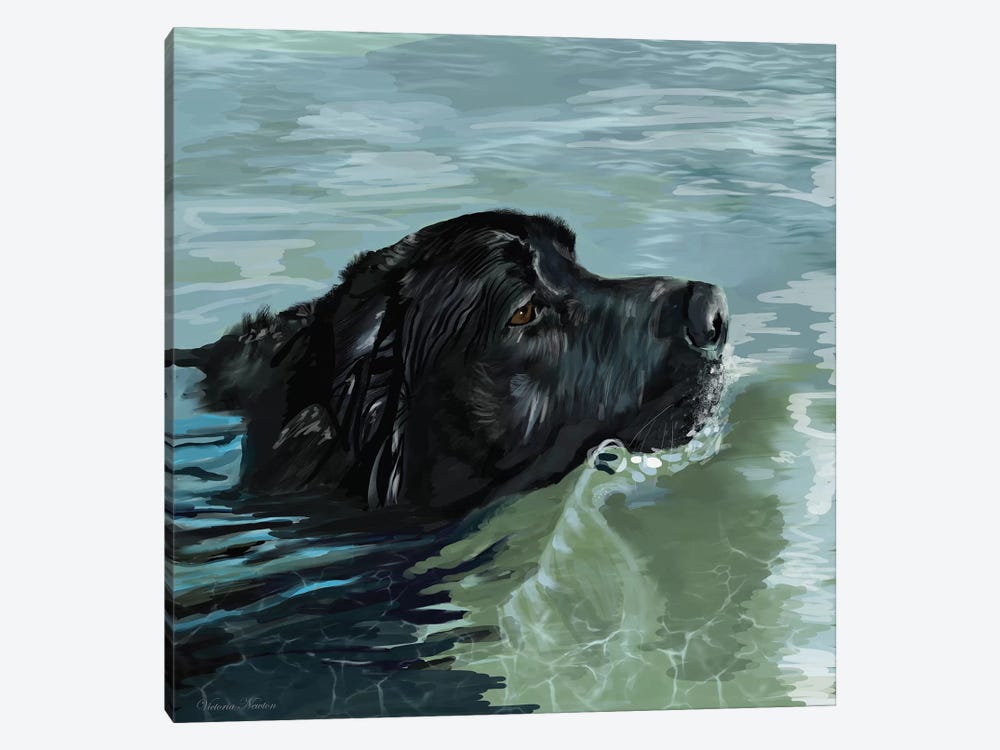 Black Lab Swimming by Vicki Newton 1-piece Canvas Art
