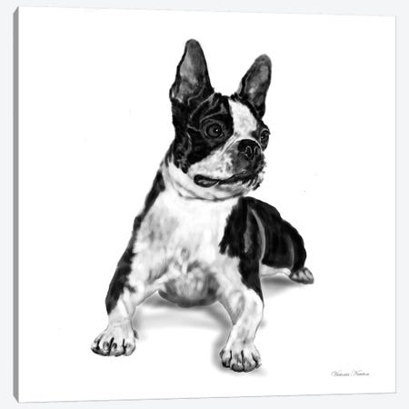 Boston Terrier Canvas Print #VNE15} by Vicki Newton Canvas Art Print