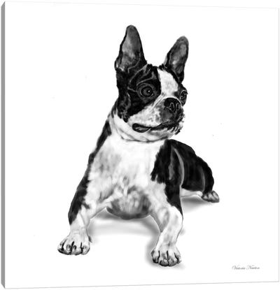 Boston Terrier Canvas Art Print - Vicki Newton