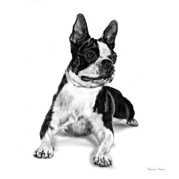 Vicki Newton: Boston Terrier by Vicki Newton