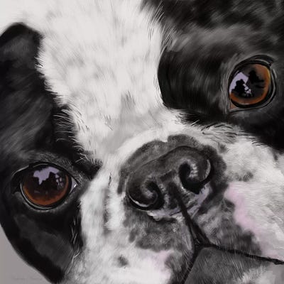 Boston Terrier Close Up by Vicki Newton metal wall art