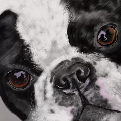 Boston Terrier Close Up Art Print By Vicki Newton ICanvas   VNE16