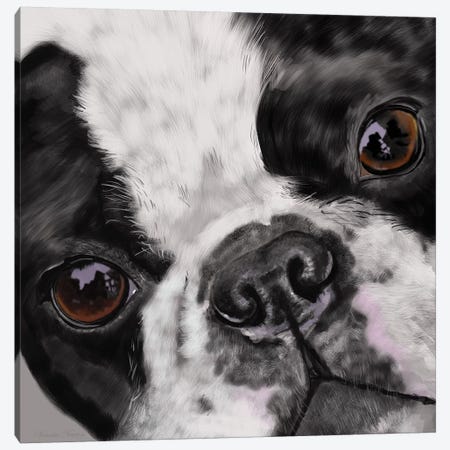 Boston Terrier Close Up Canvas Print #VNE16} by Vicki Newton Canvas Print